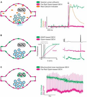 Genetically Encoded Voltage Indicators Are Illuminating Subcellular Physiology of the Axon